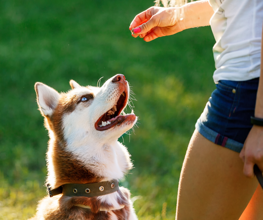 5 Essential Commands to Teach Your Dog for Better Behavior