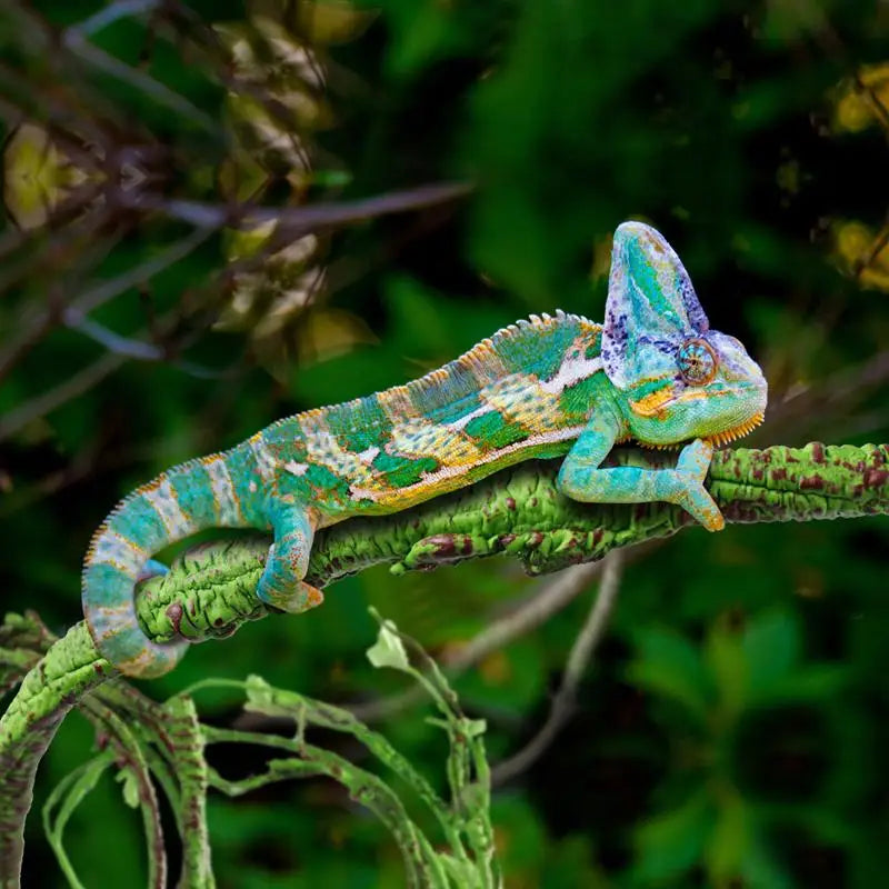 Reptile Vine Habitat Branch for Lizard Terrariums - PetPlanet